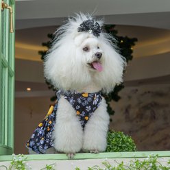 CuteBone Daisy Machine Washable Floral Dog Mesh Sundress, Black, Large slide 2 of 8