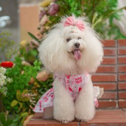 CuteBone Machine Washable Heart Dog Mesh Sundress, Pink, Large slide 2 of 7