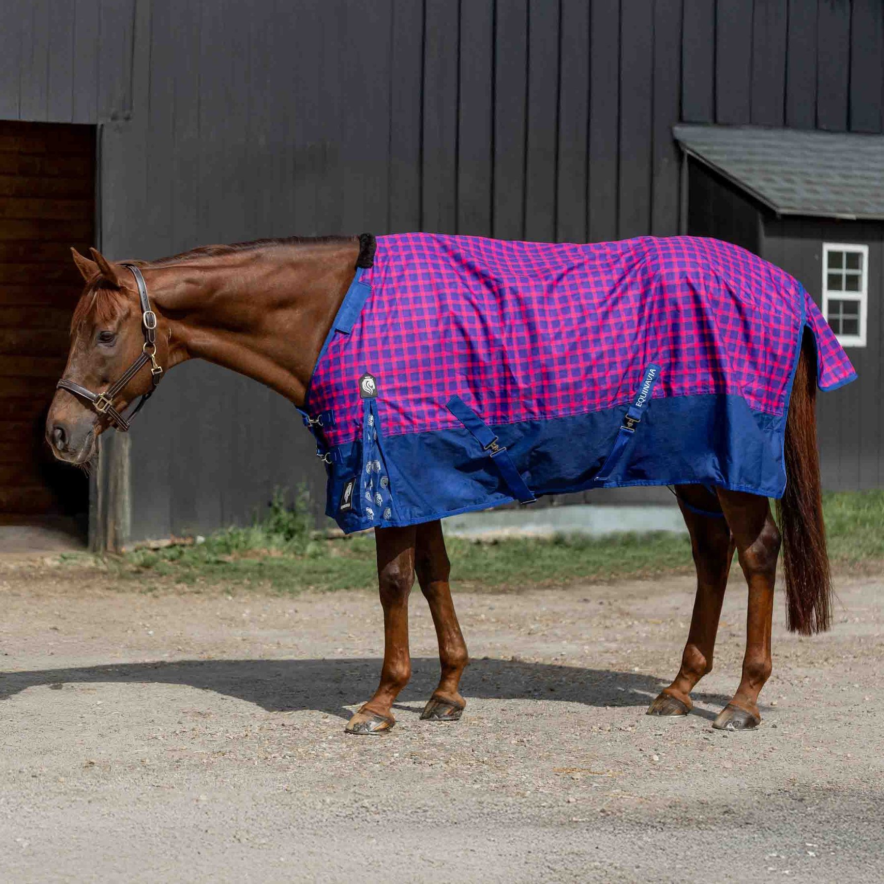 Equinavia Norse Lightweight 100-g Horse Turnout Blanket, Galaxy Blue/Pink Flambe, 66-in