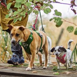 Hurtta Weekend Warrior Harness II Dog Harness, Desert, 29 to 39-in chest slide 2 of 6