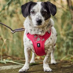 Hurtta Weekend Warrior Harness II Eco Dog Harness, Parsley, 21 to 27-in chest slide 2 of 6