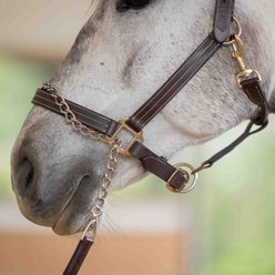 Equinavia Saga Horse Lunge Line with Chain, Chocolate Brown/Navy, 35-ft slide 2 of 3