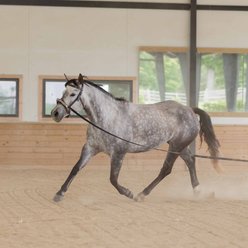 Equinavia Saga Horse Lunge Cavesson, Chocolate Brown, Horse slide 2 of 8