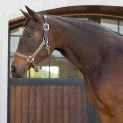 Equinavia Loki Horse Breakaway Halter, Light Olive, Cob