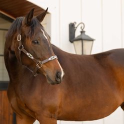 Equinavia Siri Polo Leather Horse Halter, Brown/Lavender/Misty Jade, Cob slide 2 of 3