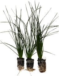 HydrOasis Zephyr Lily Potted Marginal Live Pond Plant, 3 count