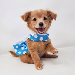 Doggie Design Blue Polka Dot Dog Dress with Matching Leash, X-Large slide 2 of 7