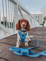 Sassy Woof Step-in Basic Dog Harness, Hydrangea, X-Large: 24 to 43-in chest slide 2 of 6
