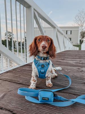 Show full view: Sassy Woof Dog Waste Bag Holder, Hydrangea slide 6 of 6