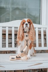 Sassy Woof Step-in Basic Dog Harness, Daffodil, X-Large: 24 to 43-in chest slide 2 of 6
