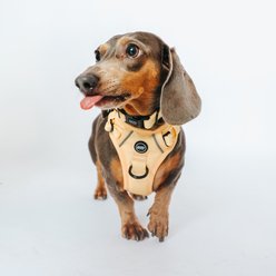 Sassy Woof Daffodil Dog Harness & Leash, Small: 14 to 24-in chest slide 2 of 8