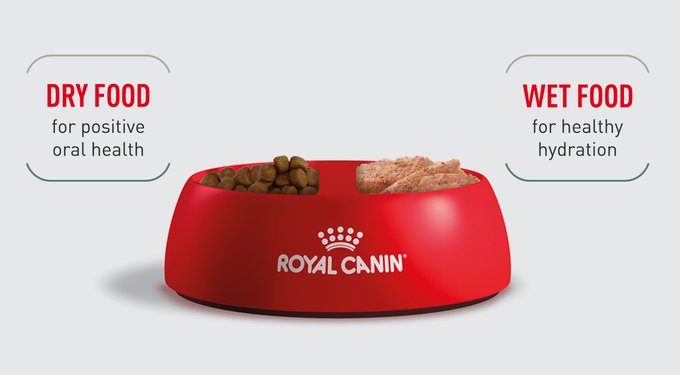 automatic pet waterer auto dog bowl water dispenser Automatic Dog Water Bowl Dispenser, 8L Gravity Cat Water Dispenser wit –  Nityers main image 0