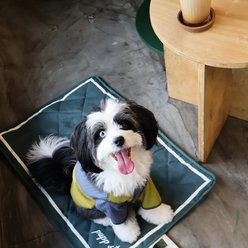 pupp st. Foldable Travel Outdoor Dog Mat, Medium, Green