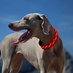 MEGAPAWS Light Up Nylon Dog Collar, Red, Small: 9 to 14-in neck, 0.79-in wide slide 1 of 9
