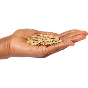Imperial Cat Easy Grow Cat Oat Grass Seeds, 4-oz bag