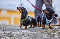 Hurtta Seeker Dog Harness, Lavender, 14 to 18-in chest slide 2 of 4