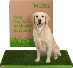 DoggieLawn Large Natural Real Grass Dog Pee Pad, 24 x 48-in slide 1 of 7
