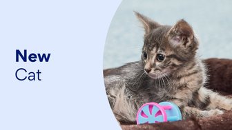 Kitten Shop