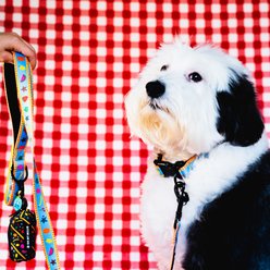 Oh My Millie Dancing Fruits Outdoor Use Dog Leash & Poop Bag Holder Set, Multicolor, 5-ft long, 1-in wide slide 2 of 3