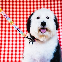 Oh My Millie Happy Walking Outdoor Use Dog Leash, Multicolor, 5-ft long, 1-in wide slide 2 of 3