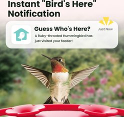Birdfy Humming Bird Feeder with Camera Motion Detection, Red slide 2 of 9