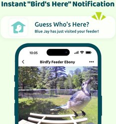 Birdfy Wooden Smart Bird Feeder with Camera Solar Powered, Ebony, 2.8L slide 2 of 9