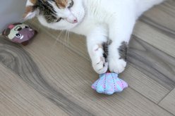 Quirky Kitty Ocean Cool Otters Catnip Plush Cat Toy, Multicolor, Medium, 2 count slide 2 of 3
