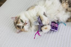 Quirky Kitty Romantasy Catnip Plush Cat Toy, Multicolor, Medium, 2 count slide 2 of 3