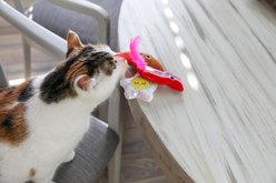 Quirky Kitty Brunch Bunch Catnip Plush Cat Toy, Multicolor, Medium, 3 count slide 2 of 4
