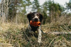 Non-stop Dogwear Throw Dog Toy, Orange/Black slide 2 of 5