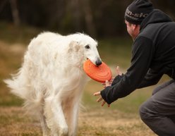 Non-stop Dogwear Flying Disc Dog Toy, Orange slide 2 of 5