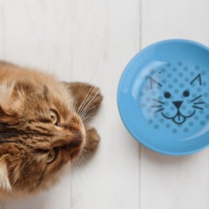 Van Ness Ecoware Non-Skid Cat Dish, Blue, 8-oz