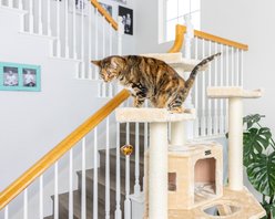 Armarkat 80-in Multi-Function Real Wood Cat Tree & Condo, Beige slide 2 of 9