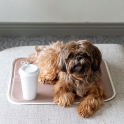 The Green Pet Shop Cool Pad Dog Bed, Latte, Large slide 2 of 2