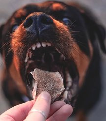 The Raw Butcher Turkey Gizzard Freeze-Dried Dog Treats, 2-oz pouch slide 2 of 5