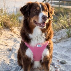Doggie Design American River Solid Ultra Choke Free Dog Harness, Candy Pink, Medium: 16 to 19-in chest slide 2 of 7