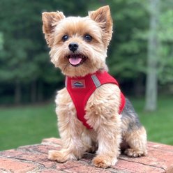 Doggie Design American River Solid Ultra Choke Free Dog Harness, Red, Medium: 16 to 19-in chest slide 2 of 7