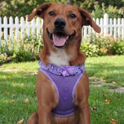 Doggie Design American River Polka Dot Collection Choke Free Dog Harness, Paisley Purple, Medium: 16 to 19-in chest slide 2 of 6