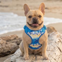 Doggie Design Wrap & Snap Choke Free Catching Waves Dog Harness, Small: 13.75 to 17-in chest slide 2 of 4