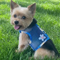 Doggie Design Cool Mesh Catching Waves Dog Harness & Leash, Small: 13 to 16-in chest slide 2 of 4