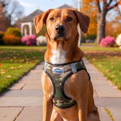Doggie Design American River Camouflage Collection Choke Free Dog Harness, Green Camo, Medium: 16 to 19-in chest slide 2 of 5