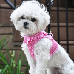 Doggie Design American River Polka Dot Collection Choke Free Dog Harness, Pink Polka Dot, Medium: 16 to 19-in chest slide 2 of 5