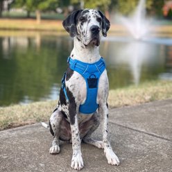 Doggie Design Venture Paw Pull Control Dog Harness, Mountain Lake, X-Large: 20.5 to 41-in chest slide 2 of 6