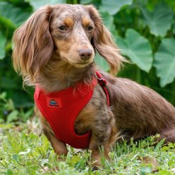 Doggie Design Wrap & Snap Choke Free Dog Harness, Flame Red, Small: 13.75 to 17-in chest slide 2 of 6