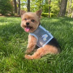 Doggie Design Cool Mesh Blue Daisy Dog Harness & Leash, Small: 13 to 16-in chest slide 2 of 4