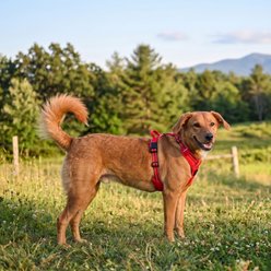 Doggie Design Venture Paw Pull Control Dog Harness, Crimson, Large: 15 to 31-in chest slide 2 of 6