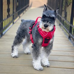 Doggie Design Venture Paw Pull Control Dog Harness, Crimson, Medium: 14.5 to 26-in chest slide 2 of 6