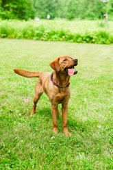 The Worthy Dog Wilbur Pig Adjustable Dog Collar, Navy, Large: 14 to 20-in neck, 1-in wide slide 2 of 9