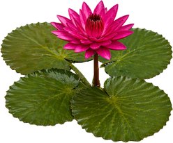 Quinn's Fins Tropical Nightblooming Water Lily Live Pond Plant, Pink