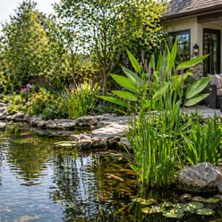Quinn's Fins Thalia Dealbata Live Pond Plant slide 2 of 3